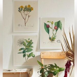 NWT Urban Outfitters Alexander von Humboldt Botanical Illustrations 22 Posters